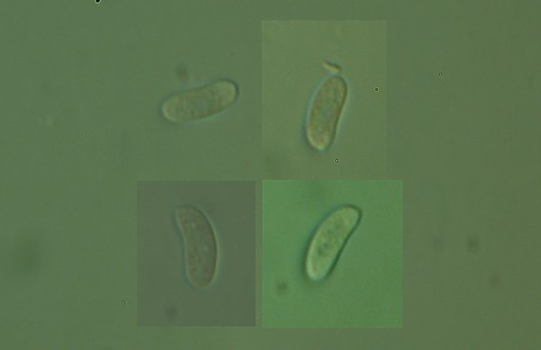 Peniophora cinerea (Persoon) Cooke